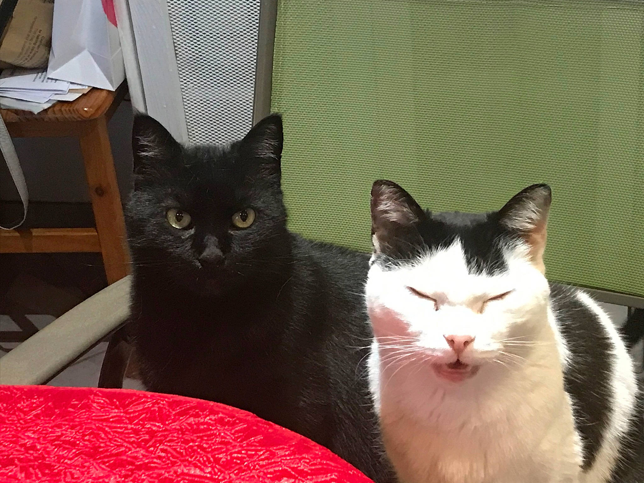 Milka a rejoint le concours — aidez-le/la à gagner de superbes lots ! asian, black_and_white, black_cat, carnivore, cat, domestic_short_haired_cat, european_shorthair, felidae, fur, kitten, mammal, polydactyl_cat, small_to_medium_sized_cats, vertebrate, whiskers