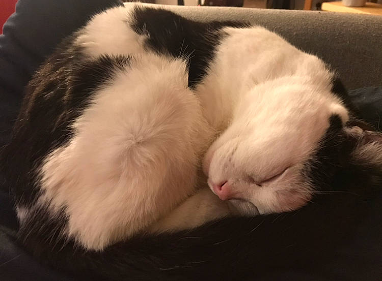 Milka a rejoint le concours — aidez-le/la à gagner de superbes lots ! carnivore, cat, comfort, felidae, fur, nap, sleep, small_to_medium_sized_cats, snout, vertebrate, whiskers