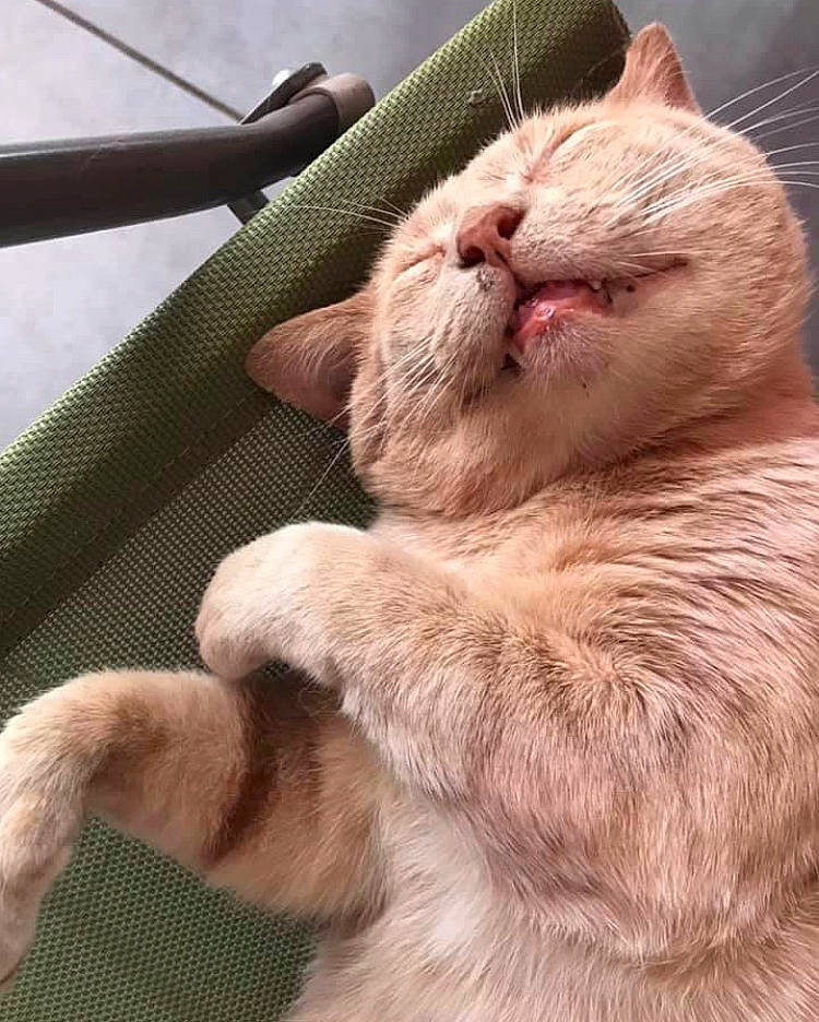 Norris a rejoint le concours — aidez-le/la à gagner de superbes lots ! asian, carnivore, cat, ear, fawn, felidae, fur, mouth, nose, small_to_medium_sized_cats, snout, tail, whiskers