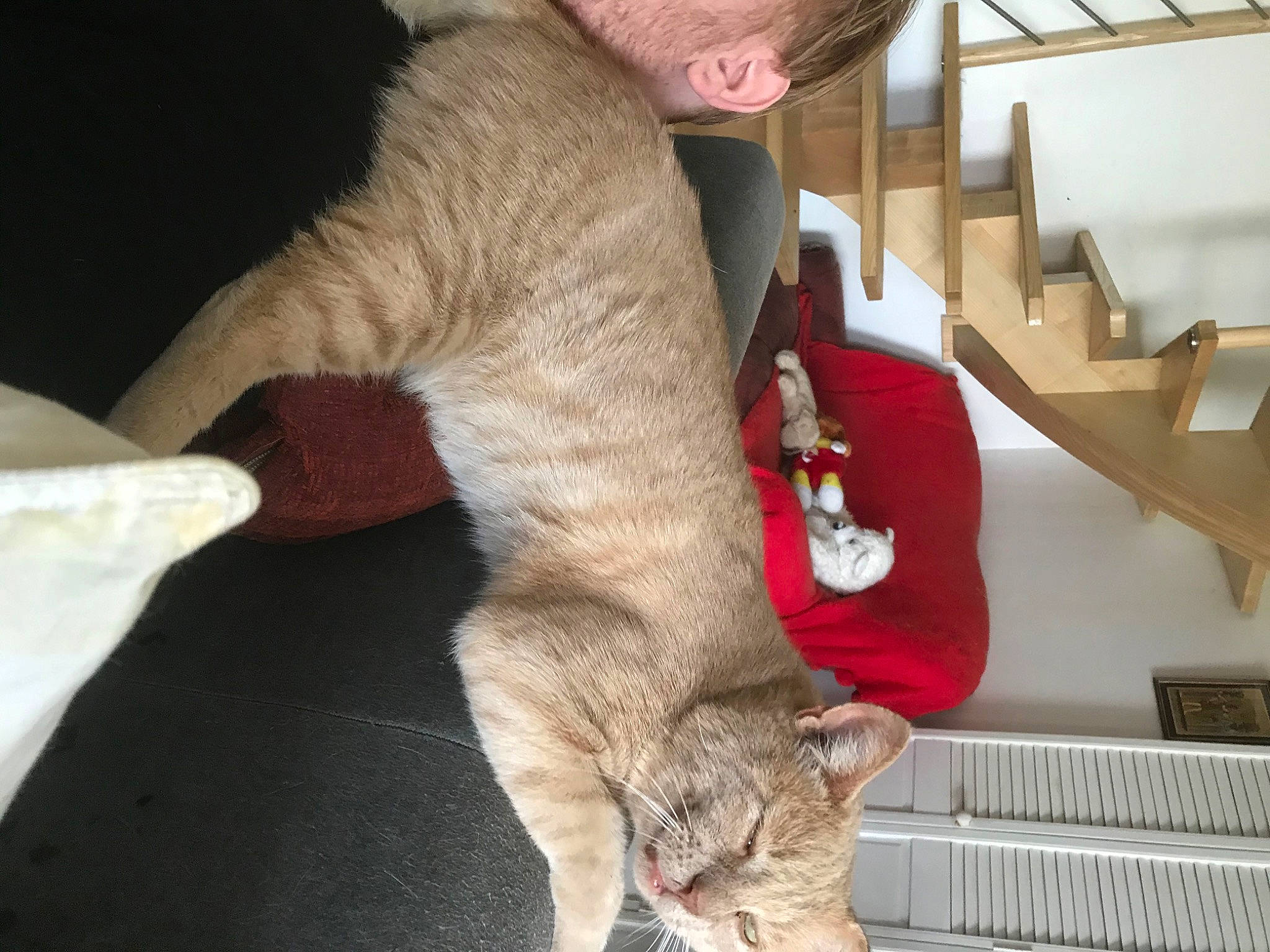 Norris a rejoint le concours — aidez-le/la à gagner de superbes lots ! asian, carnivore, cat, domestic_short_haired_cat, dragon_li, european_shorthair, felidae, fur, german_rex, pixie_bob, small_to_medium_sized_cats, tail, whiskers