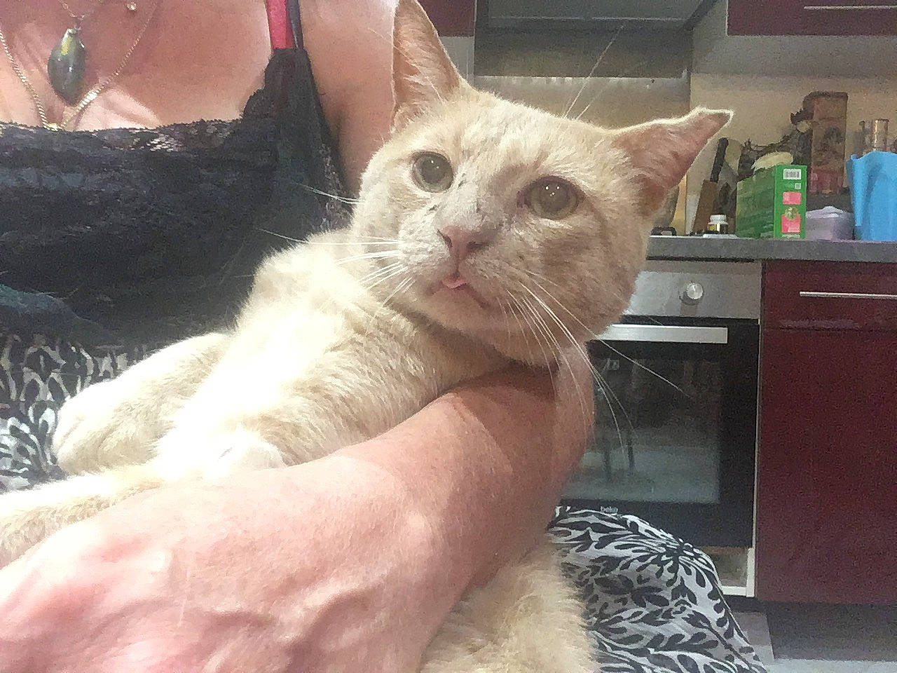 Norris a rejoint le concours — aidez-le/la à gagner de superbes lots ! asian, burmilla, carnivore, cat, colorpoint_shorthair, domestic_short_haired_cat, ear, european_shorthair, fawn, felidae, german_rex, hand, kitten, mammal, ojos_azules, polydactyl_cat, small_to_medium_sized_cats, tonkinese, whiskers