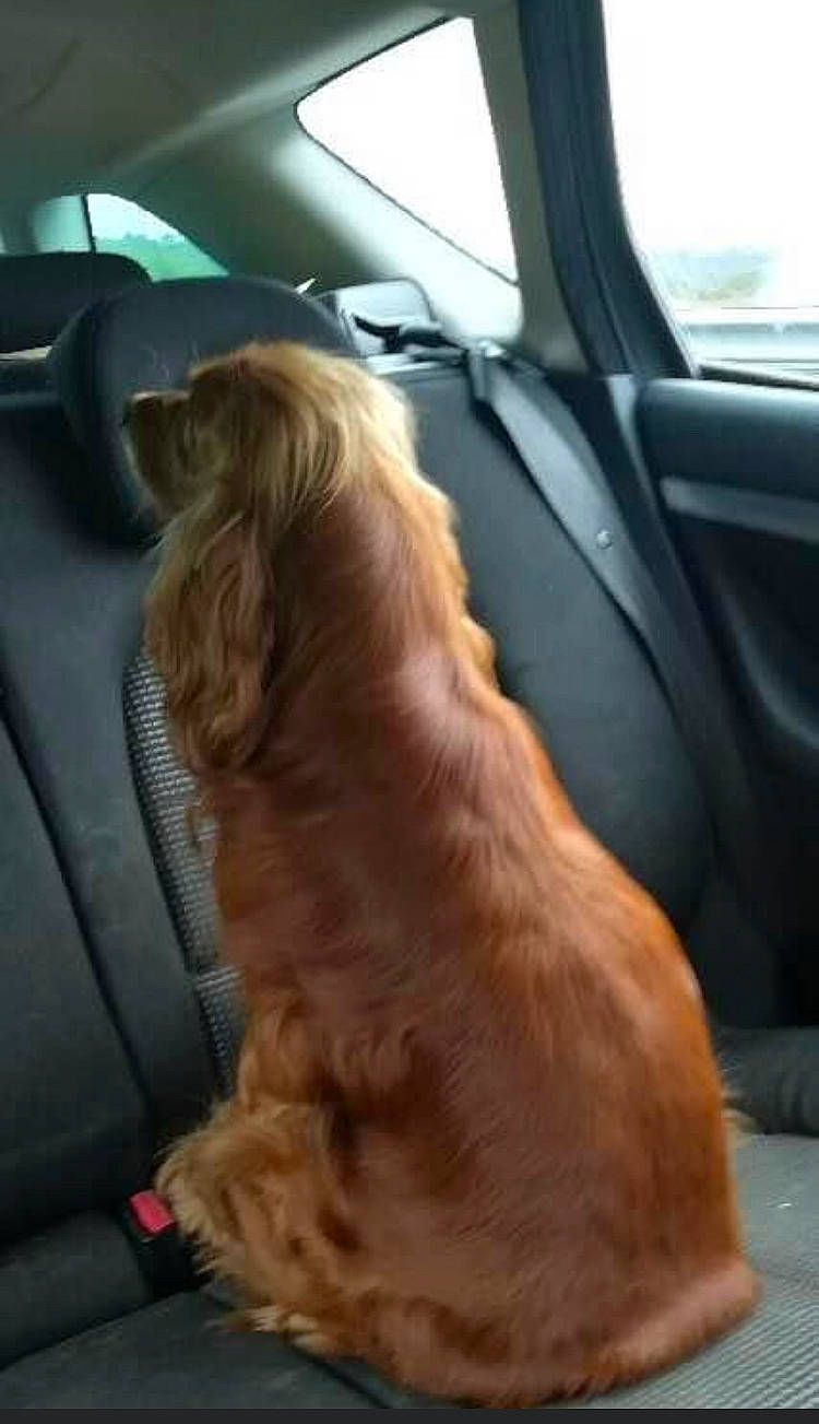 Falcon participe au concours pour gagner de l'argent avec cette photo : auto_part, automotive_window_part, canidae, car, car_seat, caramel_color, carnivore, cavalier_king_charles_spaniel, cocker_spaniel, companion_dog, dog, dog_breed, fawn, long_hair, snout, spaniel, sporting_group, vehicle, vehicle_door, windshield