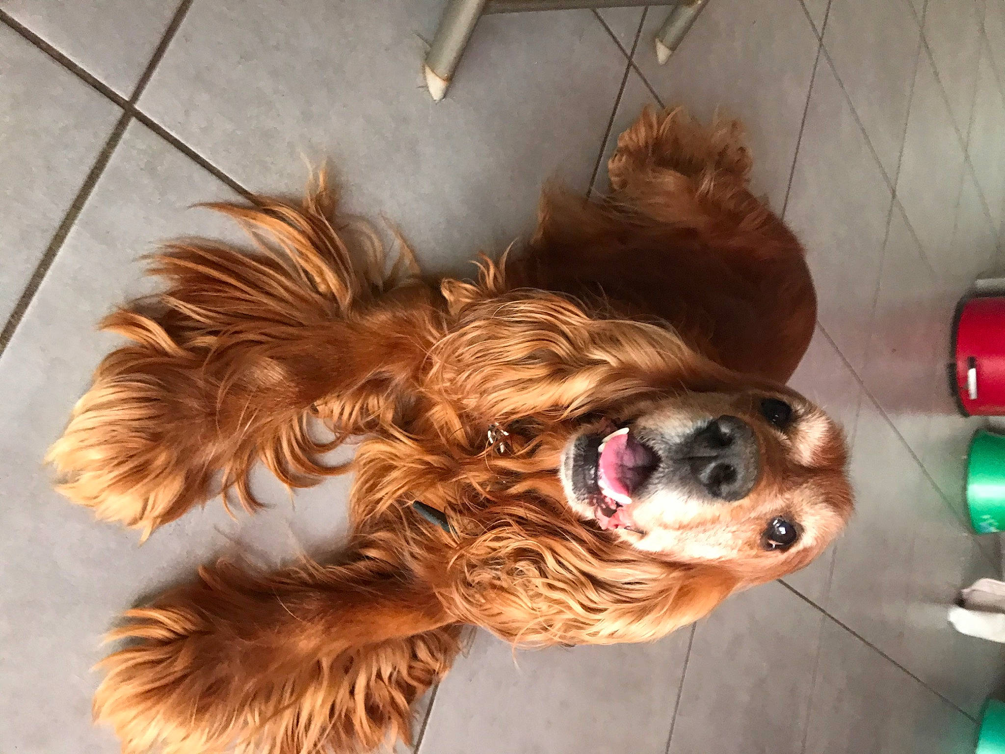 Falcon a rejoint le concours — aidez-le/la à gagner de superbes lots ! australian_silky_terrier, canidae, carnivore, cavalier_king_charles_spaniel, cavapoo, cocker_spaniel, companion_dog, dog, dog_breed, ear, fawn, liver, nose, puppy, puppy_love, snout, spaniel, sporting_group, terrier, toy_dog