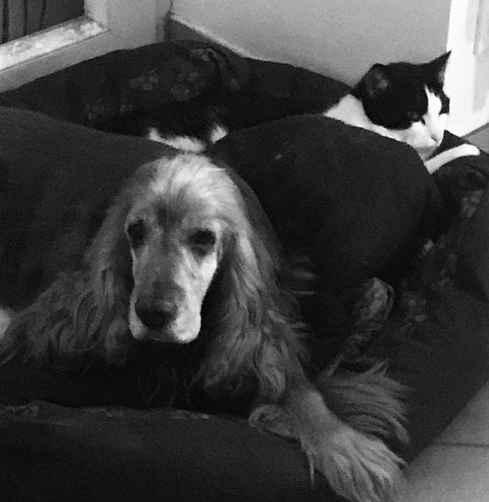 Falcon participe au concours pour gagner de l'argent avec cette photo : black, canidae, carnivore, cat, comfort, companion_dog, dog, dog_breed, felidae, fur, gun_dog, liver, mammal, small_to_medium_sized_cats, spaniel, sporting_group, vertebrate, whiskers, working_animal, working_dog