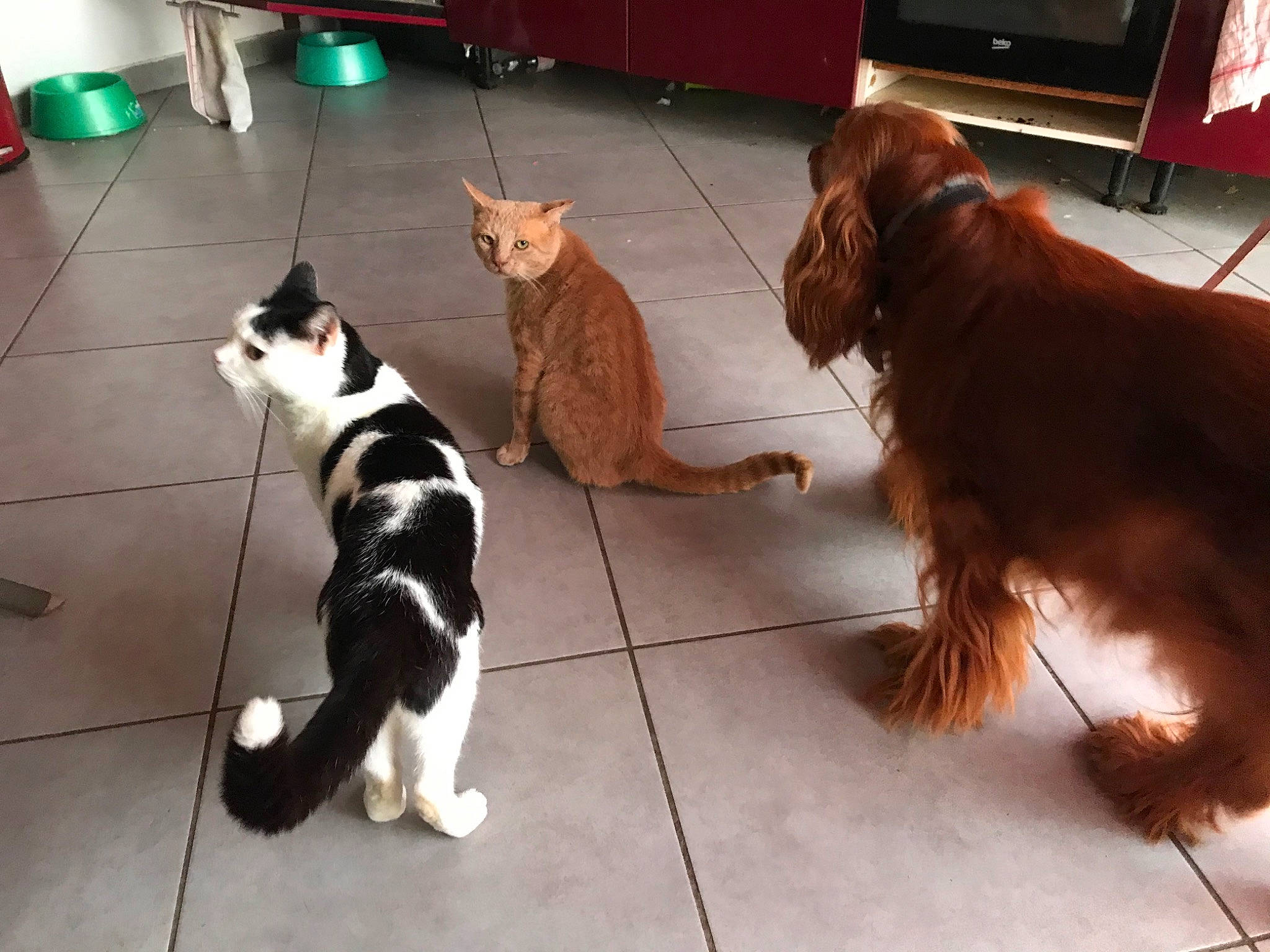 Falcon a rejoint le concours — aidez-le/la à gagner de superbes lots ! american_cocker_spaniel, canidae, carnivore, cat, cocker_spaniel, companion_dog, dog, dog_breed, english_cocker_spaniel, english_springer_spaniel, felidae, kitten, liver, mammal, puppy, schnauzer, small_to_medium_sized_cats, spaniel, sporting_group, tail