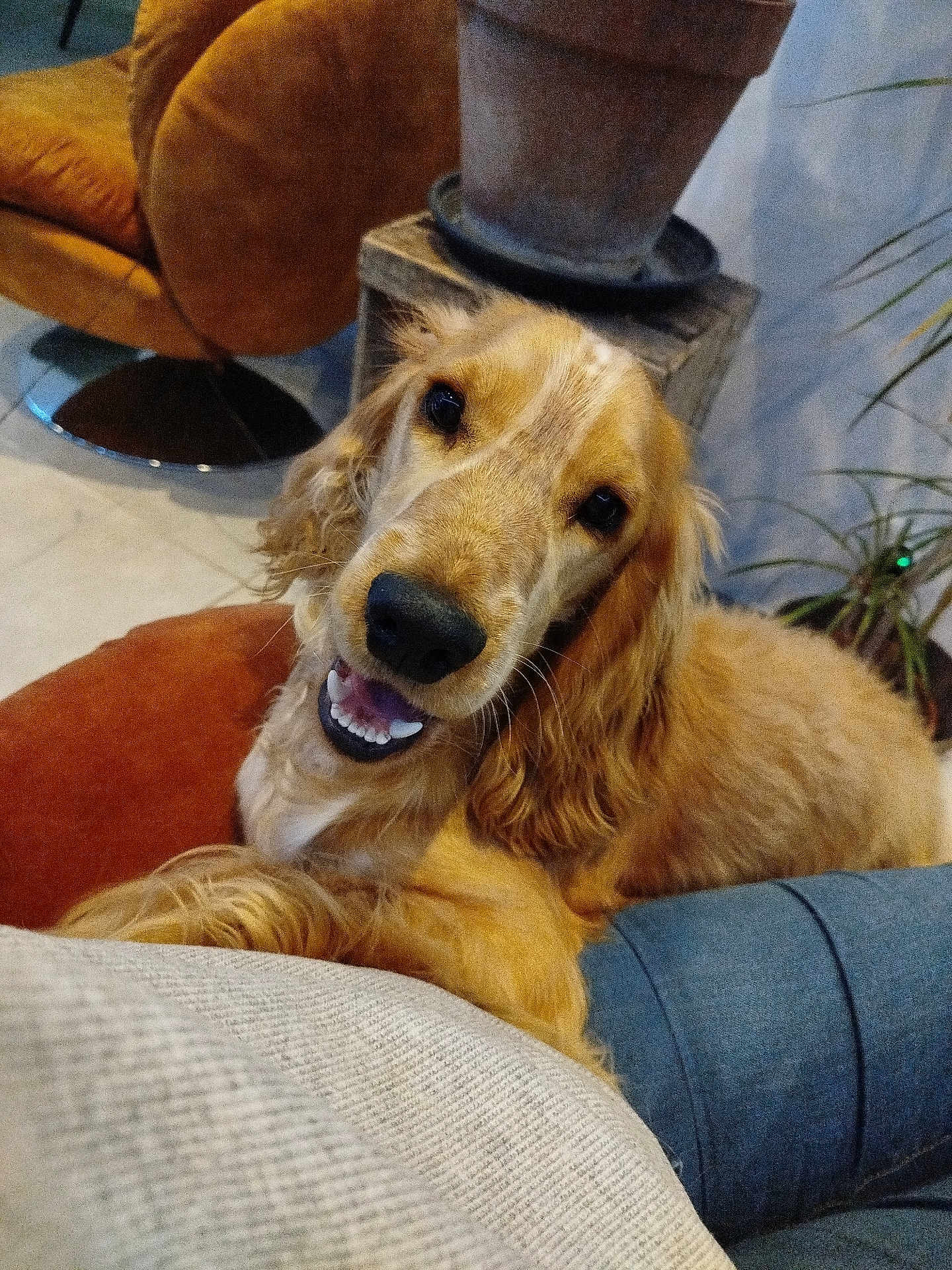 Nougat participe au concours pour gagner de l'argent avec cette photo : dog, golden_retriever, smiling, indoor, furniture, plant, chair, cozy, relaxed, pet, canine, fur, friendly, home, couch, comfort, animal, portrait, happy, domestic