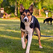 Talïa participe au concours pour gagner de l'argent avec cette photo : dog, dogs, outdoor, grass, park, backyard, portrait, standing, alert, ears, black_white, brown, fur, animal, pet, leash, nature, trees, sunlight, background