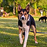 dog, dogs, outdoor, grass, park, backyard, portrait, standing, alert, ears, black_white, brown, fur, animal, pet, leash, nature, trees, sunlight, background