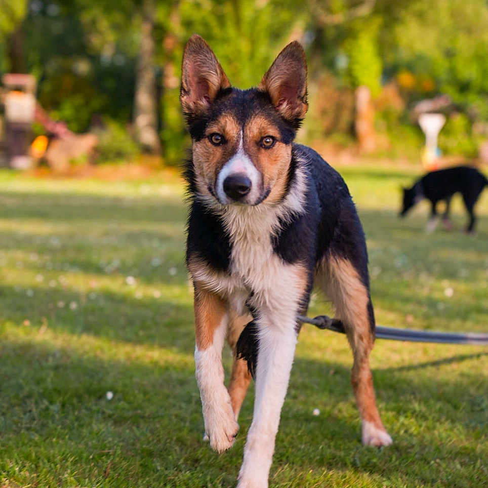 Talïa participe au concours pour gagner de l'argent avec cette photo : dog, dogs, outdoor, grass, park, backyard, portrait, standing, alert, ears, black_white, brown, fur, animal, pet, leash, nature, trees, sunlight, background