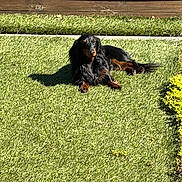 Artus a rejoint le concours — aidez-le/la à gagner de superbes lots ! animal, canine, dachshund, daytime, dog, fur, garden, grass, greenery, lawn, lying_down, nature, outdoor, pet, relaxed, shadow, small_dog, summer, sunlight, wooden_fence