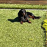 animal, canine, dachshund, daytime, dog, fur, garden, grass, greenery, lawn, lying_down, nature, outdoor, pet, relaxed, shadow, small_dog, summer, sunlight, wooden_fence