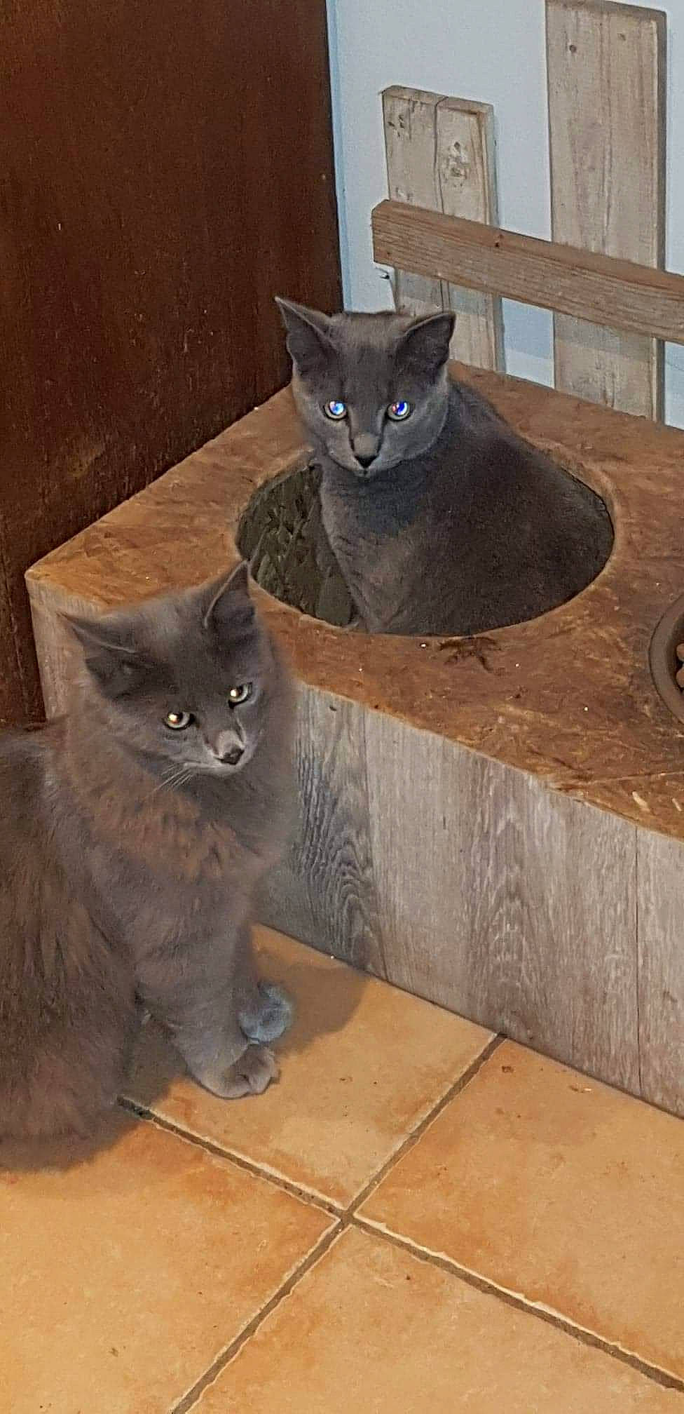 Corona Et Craspouette