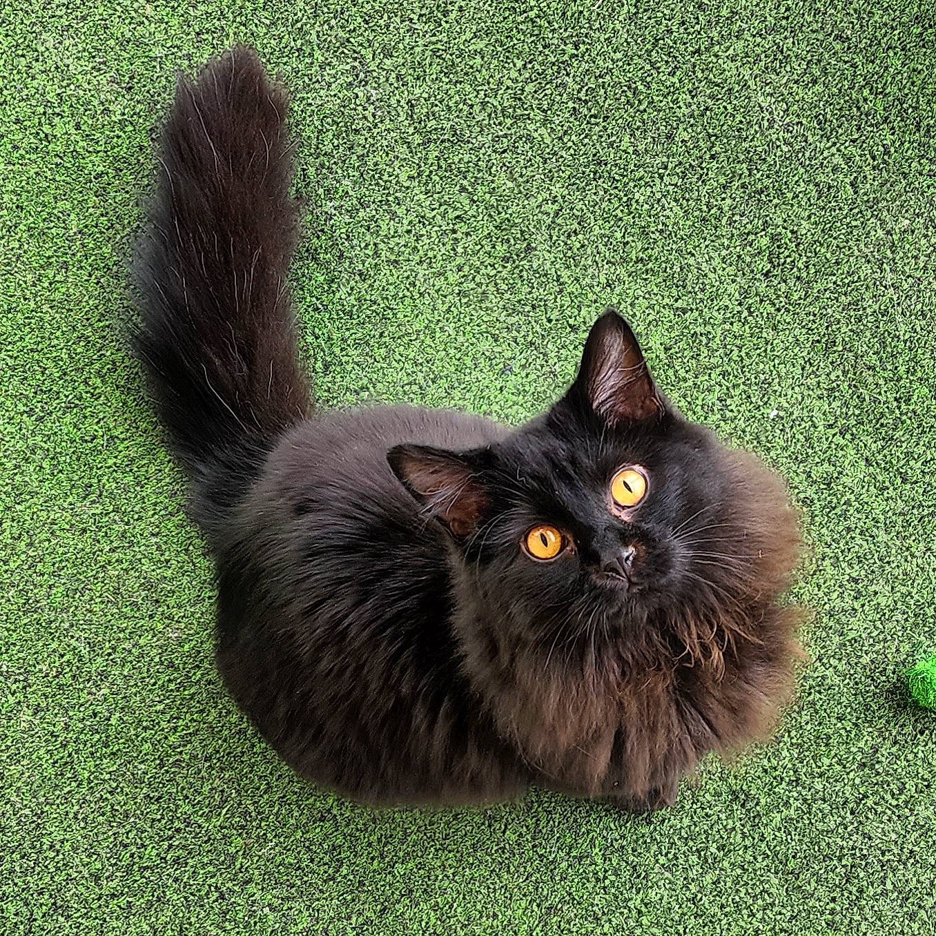 Voodoo is registered to the contest to win money with this photo: black_cat, bombay, carnivore, cat, domestic_short_haired_cat, felidae, fur, grass, groundcover, plant, sitting, small_to_medium_sized_cats, snout, tail, terrestrial_animal, whiskers