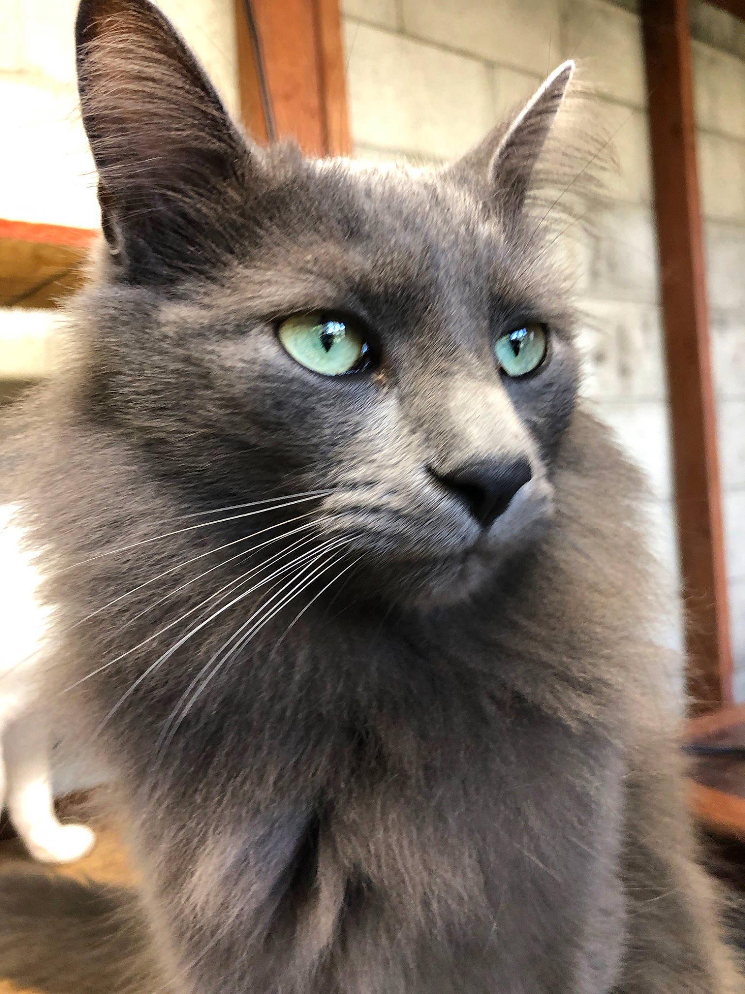 Smoky Bear joined the competition — help win amazing prizes! asian, burmese, carnivore, cat, domestic_long_haired_cat, domestic_short_haired_cat, felidae, javanese, kitten, korat, maine_coon, mammal, nebelung, russian_blue, small_to_medium_sized_cats, snout, tonkinese, turkish_angora, vertebrate, whiskers