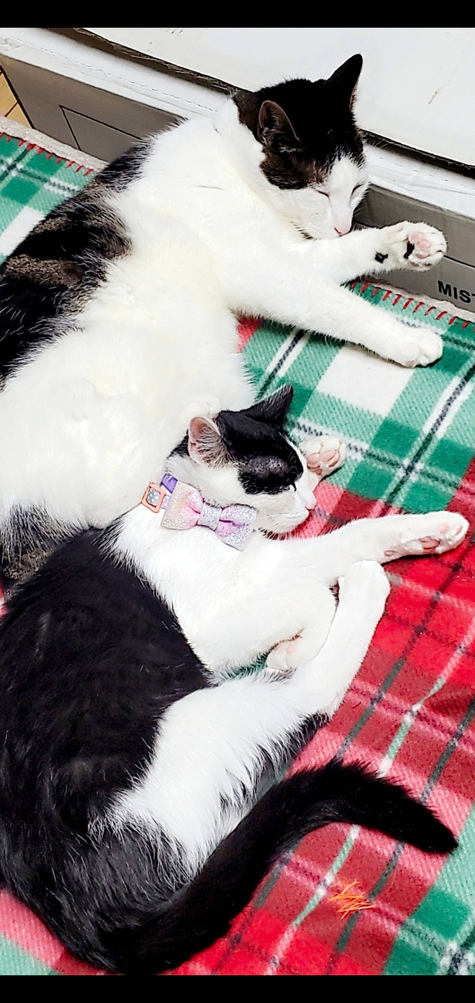 Bmo joined the competition — help win amazing prizes! carnivore, cat, comfort, companion_dog, felidae, fur, linens, mammal, pattern, photograph, plaid, small_to_medium_sized_cats, snapshot, snout, tail, tartan, textile, vertebrate, whiskers, white