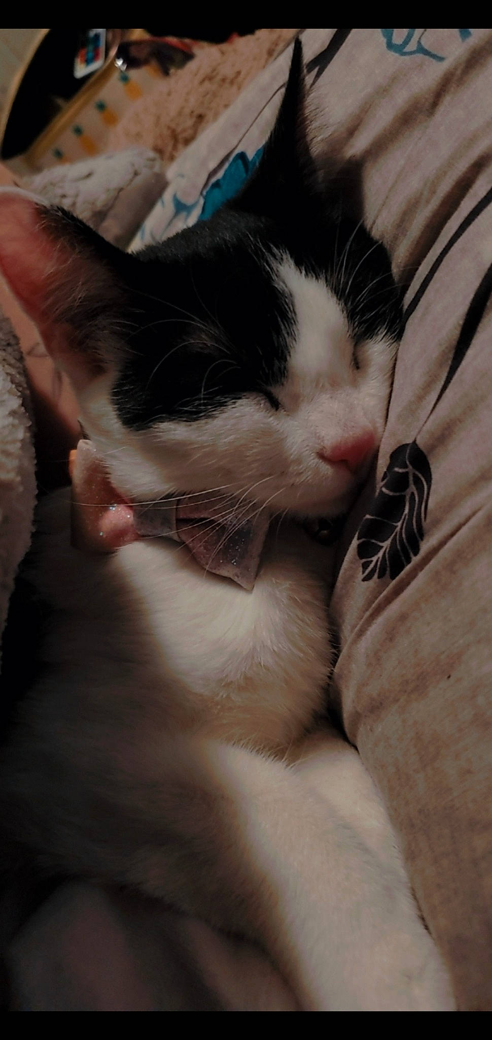 Bmo joined the competition — help win amazing prizes! carnivore, cat, claw, cloud, comfort, domestic_short_haired_cat, eye, eyelash, felidae, flesh, foot, fur, nap, nose, paw, sky, small_to_medium_sized_cats, snout, tail, whiskers