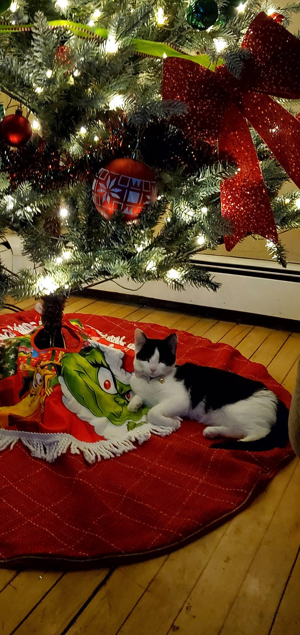 Bmo is registered to the contest to win money with this photo: carnivore, cat, christmas, christmas_decoration, christmas_eve, christmas_ornament, christmas_tree, conifer, decoration, event, evergreen, felidae, holiday, holiday_ornament, ornament, plant, small_to_medium_sized_cats, tree, whiskers, woody_plant