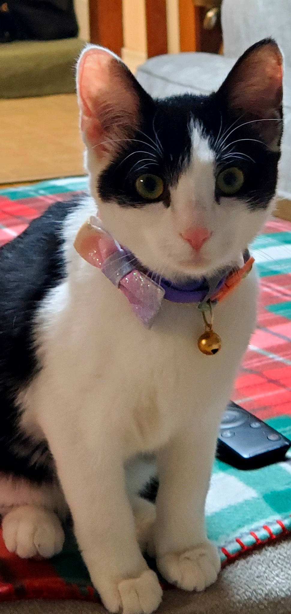 Bmo joined the competition — help win amazing prizes! carnivore, cat, collar, computer_keyboard, domestic_short_haired_cat, fawn, felidae, formal_wear, fur, paw, pet_supply, small_to_medium_sized_cats, snout, tail, whiskers