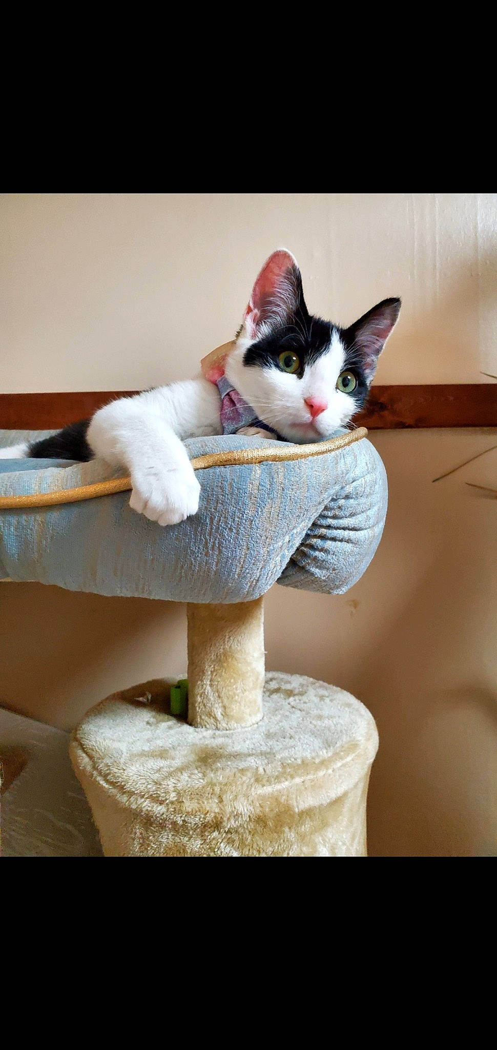 Bmo joined the competition — help win amazing prizes! art, box, carnivore, cat, cat_supply, comfort, domestic_short_haired_cat, fawn, felidae, fur, paw, room, shelf, shelving, sitting, small_to_medium_sized_cats, stairs, tail, whiskers, wood