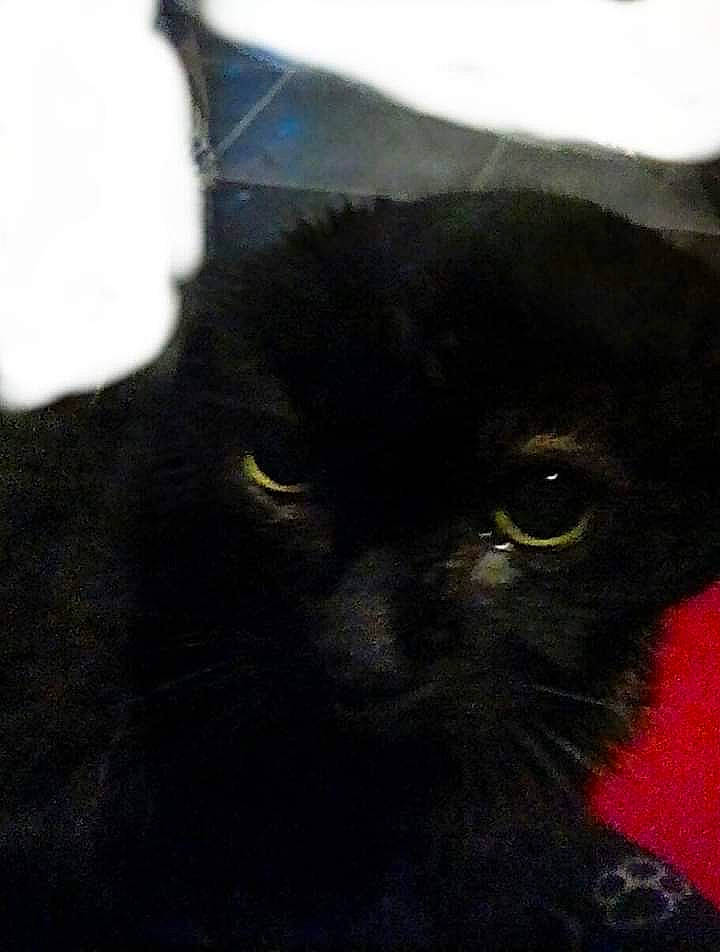 P.j joined the competition — help win amazing prizes! black, black_cat, bombay, carnivore, cat, domestic_long_haired_cat, domestic_short_haired_cat, ear, eye, felidae, fur, kitten, persian, sky, small_to_medium_sized_cats, snout, whiskers