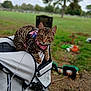 Charlie joined the competition — help win amazing prizes! cat, tabby, pet, outdoor, stroller, grass, tree, harness, leash, animal, nature, blurred_background, feline, resting, park, greenery, daytime, cute, curious, landscape