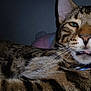 Charlie joined the competition — help win amazing prizes! cat, tabby, close_up, pet, animal, feline, whiskers, fur, collar, tongue, indoor, dim_light, face, eyes, ears, striped, cute, domestic, mammal, resting
