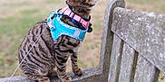 Charlie is registered to the contest to win money with this photo: cat, tabby, harness, collar, bench, wooden_bench, outdoor, park, grass, greenery, pet, animal, feline, sitting, looking_up, curious, nature, daylight, leash, close_up