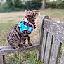 cat, tabby, harness, collar, bench, wooden_bench, outdoor, park, grass, greenery, pet, animal, feline, sitting, looking_up, curious, nature, daylight, leash, close_up