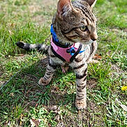 Charlie joined the competition — help win amazing prizes! cat, kitten, tabby, grass, outdoor, pet, animal, harness, collar, nature, young, curious, playful, feline, mammal, whiskers, ears, paws, leash, sunlight