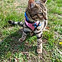 cat, kitten, tabby, grass, outdoor, pet, animal, harness, collar, nature, young, curious, playful, feline, mammal, whiskers, ears, paws, leash, sunlight