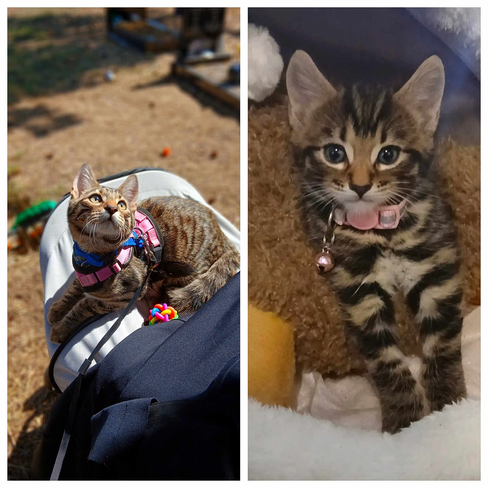 Charlie is registered to the contest to win money with this photo: cat, kitten, tabby, collar, bell, toy, outdoor, lap, person, blanket, plush_toy, feline, pet, curious, sunlight, cozy, closeup, cute, animal, domestic