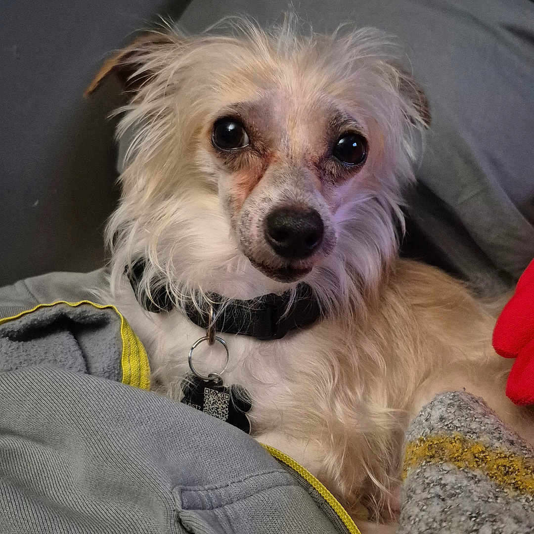 Buddy joined the competition — help win amazing prizes! animal, blanket, closeup, clothing, collar, comfort, cozy, cute, dog, face, fluffy, fur, indoors, pet, portrait, resting, small_dog, snuggled, tag, warm