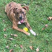 Ace is registered to the contest to win money with this photo: animal, ball, boxer, bulldog, canine, dog, face, football, grass, head, lawn, pet, plant, puppy, soccer, soccerball, sphere, sport, tennis, tennisball