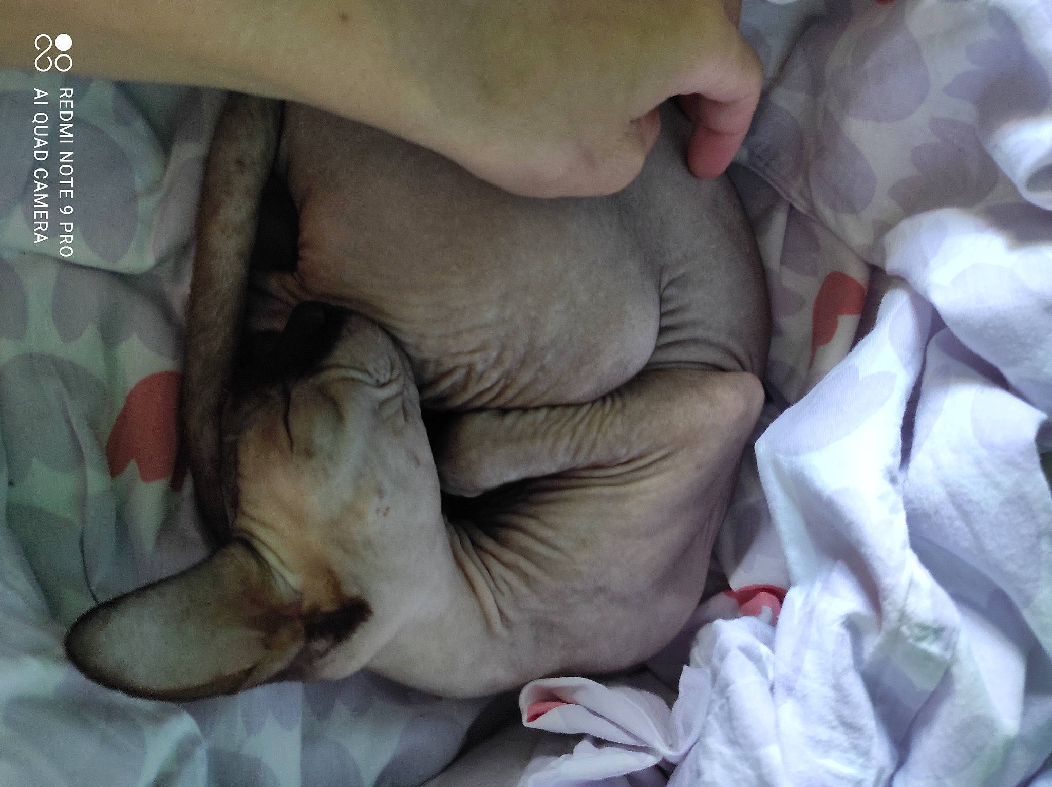 Felina participe au concours pour gagner de l'argent avec cette photo : baby, canidae, carnivore, child, comfort, companion_dog, dog, dog_breed, fawn, felidae, fur, gesture, guard_dog, human_leg, nail, nap, sleep, small_to_medium_sized_cats, sporting_group, wrinkle