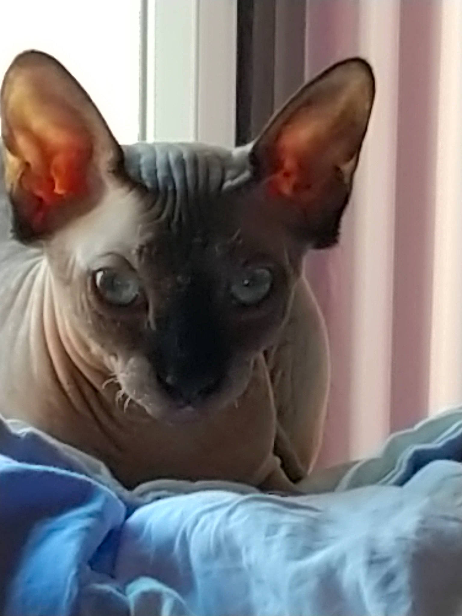 Felina participe au concours pour gagner de l'argent avec cette photo : carnivore, chihuahua, comfort, companion_dog, dog, dog_breed, donskoy, ear, fawn, felidae, fur, peterbald, rex_cat, small_to_medium_sized_cats, snout, sphynx, terrestrial_animal, toy_dog, whiskers, working_animal