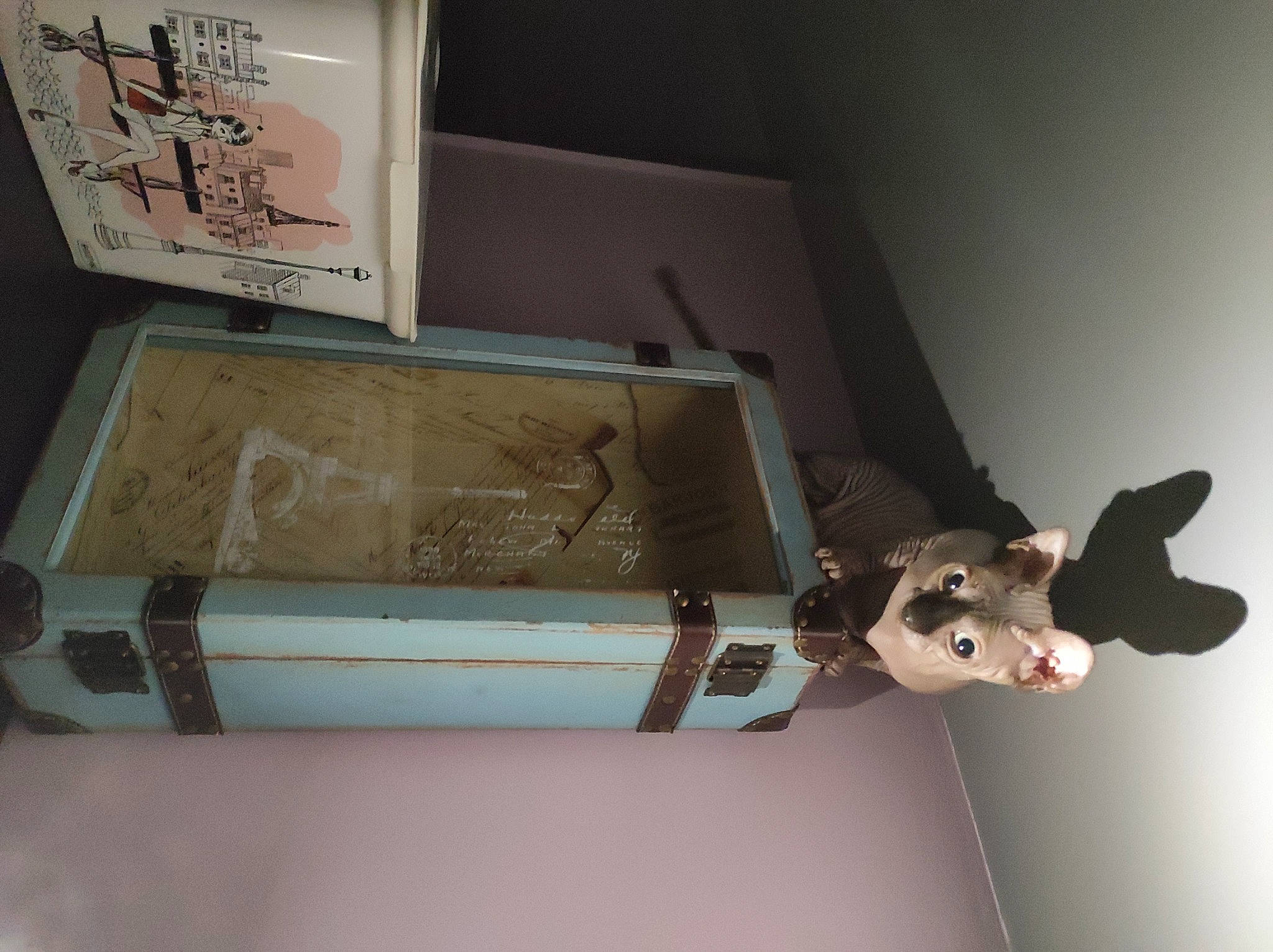 Felina a rejoint le concours — aidez-le/la à gagner de superbes lots ! art, brown, ceiling, fashion_accessory, font, hardwood, material_property, metal, packing_materials, paper, paper_product, plaster, rectangle, room, shadow, shelf, shelving, stuffed_toy, visual_arts, wood