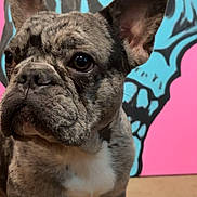 Koda is registered to the contest to win money with this photo: dog, french_bulldog, brindle, pet, indoor, carpet, close_up, portrait, animal, ears, face, cute, standing, background_art, skull_art, colorful, expression, muzzle, whiskers, floor