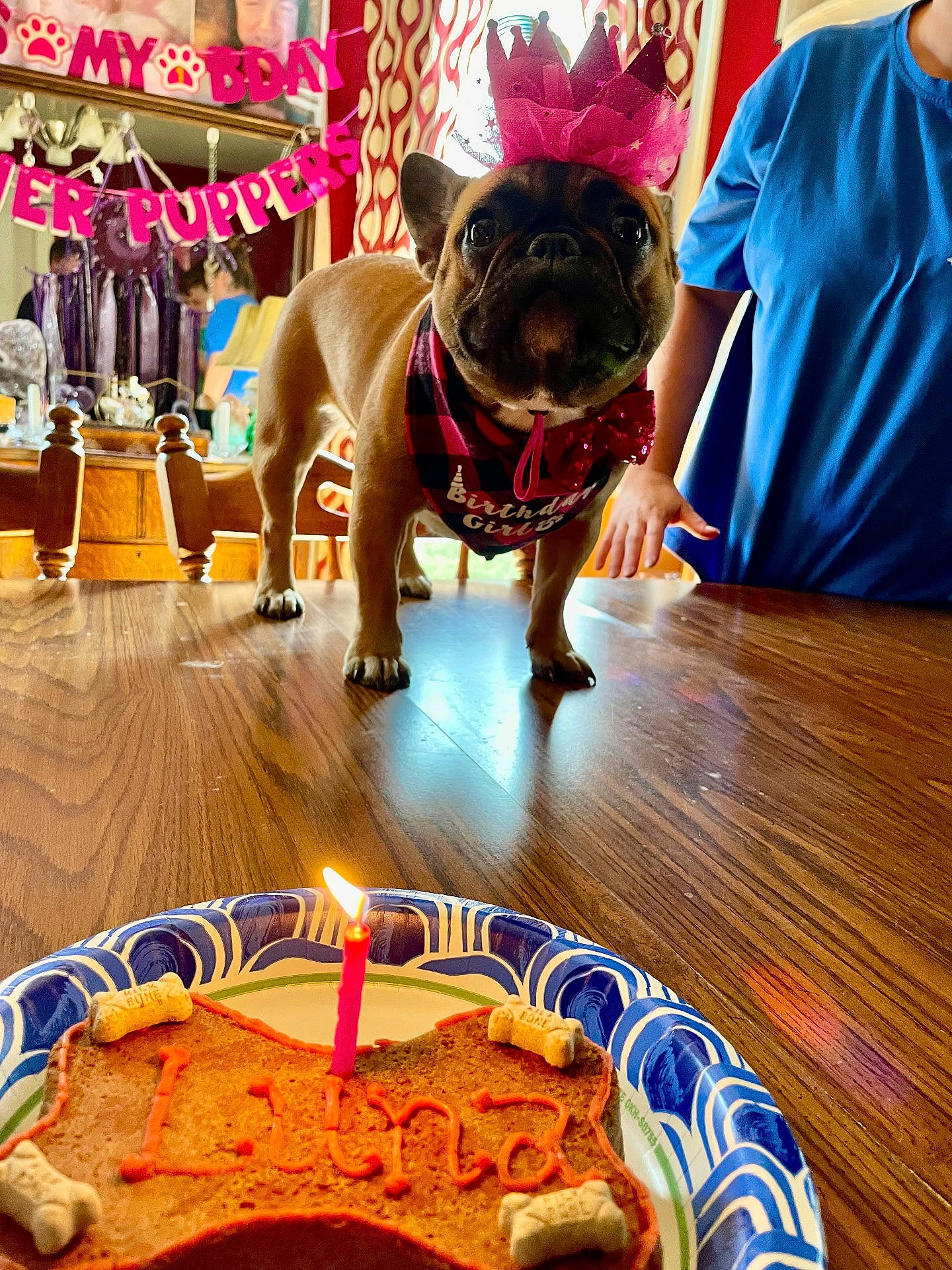 Luna is registered to the contest to win money with this photo: animal, bandana, birthday, bone, cake, candle, celebration, colorful, crown, decorations, dog, festive, happy, indoor, party, person, pet, plate, table, wood