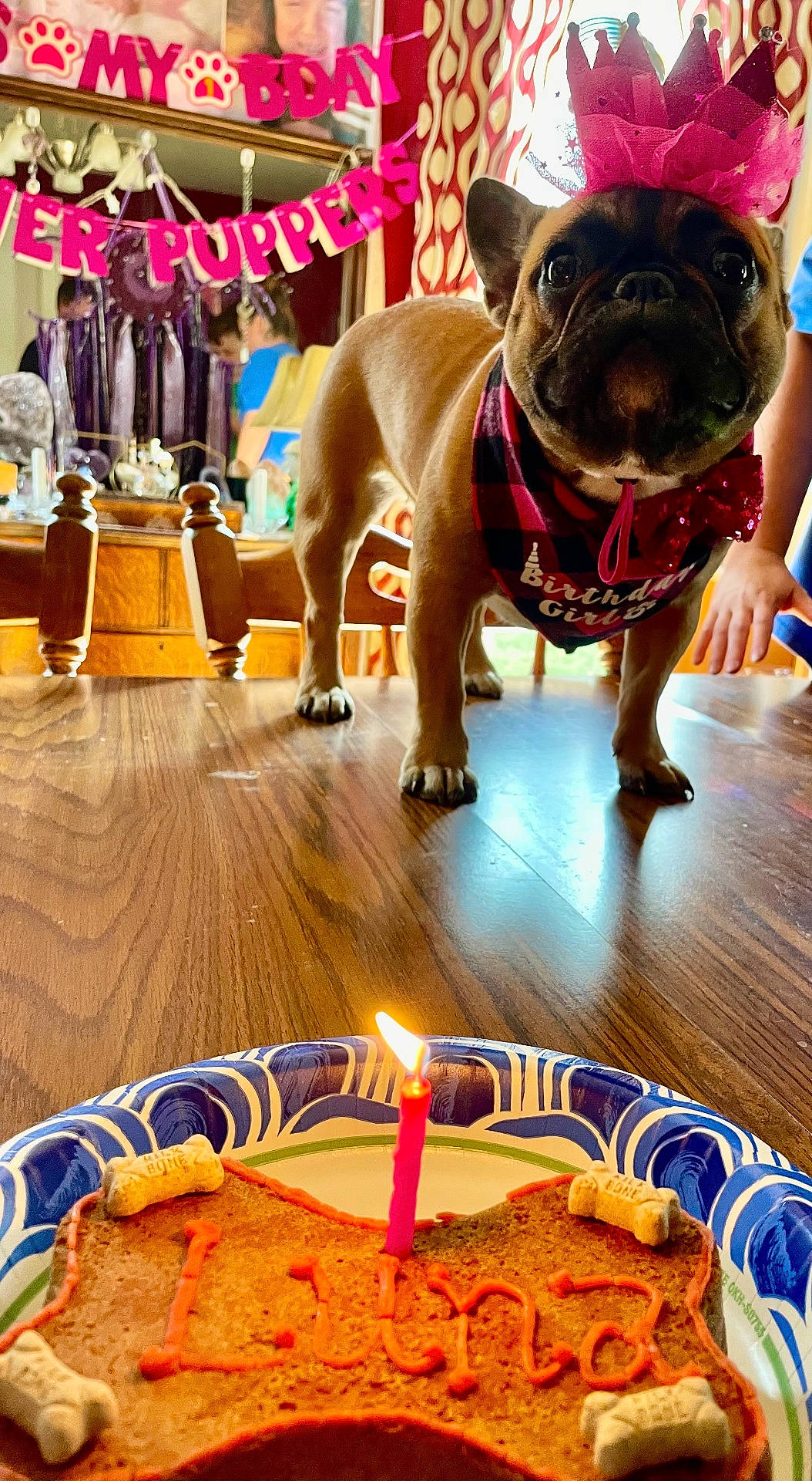 Luna is registered to the contest to win money with this photo: bandana, banner, birthday_cake, birthday_hat, bone_shaped_cake, candle, celebration, curtains, decorations, dog, dog_birthday, festive, french_bulldog, indoor, party, people, pet, pink, table, wooden_table