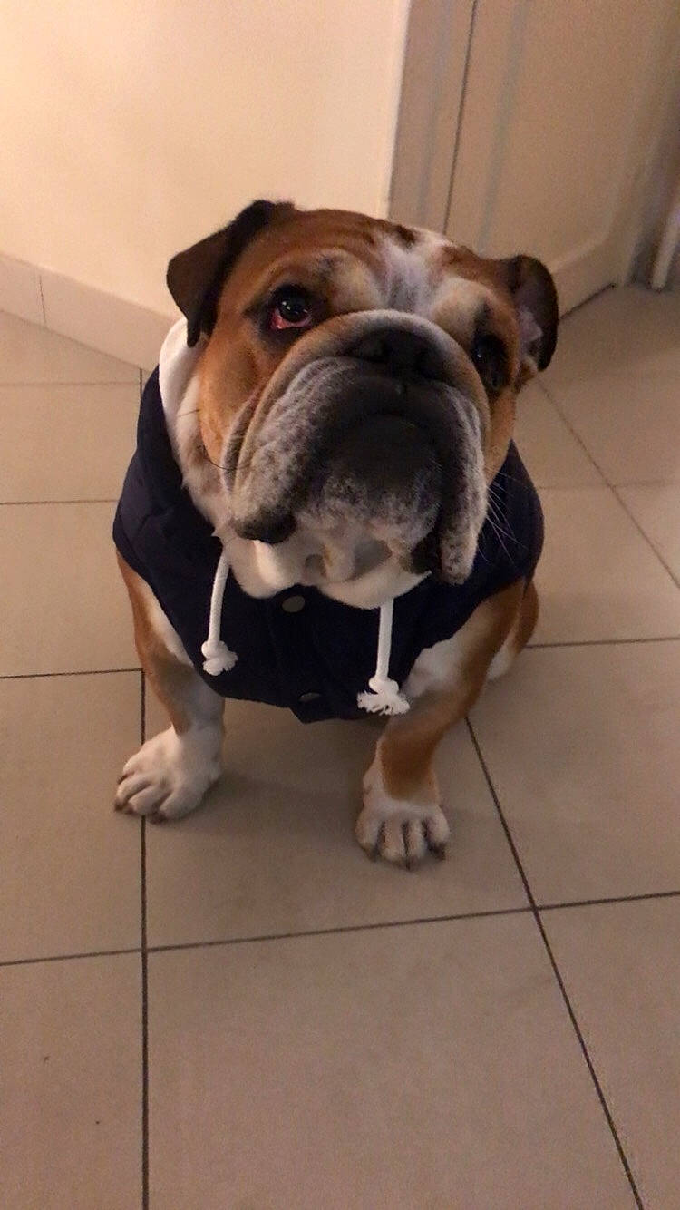 Barney participe au concours pour gagner de l'argent avec cette photo : australian_bulldog, british_bulldogs, bulldog, canidae, carnivore, companion_dog, dog, dog_breed, fawn, mammal, molosser, non_sporting_group, old_english_bulldog, olde_english_bulldogge, rare_breed_dog, renascence_bulldogge, snout, toy_bulldog, valley_bulldog, vertebrate