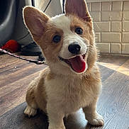 Oniee is registered to the contest to win money with this photo: corgi, puppy, dog, indoor, wooden_floor, tongue_out, happy, pet, animal, ears, fur, leash, playful, cute, smiling, young, domestic, companion, adorable, bright_eyes