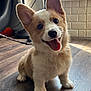 corgi, puppy, dog, indoor, wooden_floor, tongue_out, happy, pet, animal, ears, fur, leash, playful, cute, smiling, young, domestic, companion, adorable, bright_eyes
