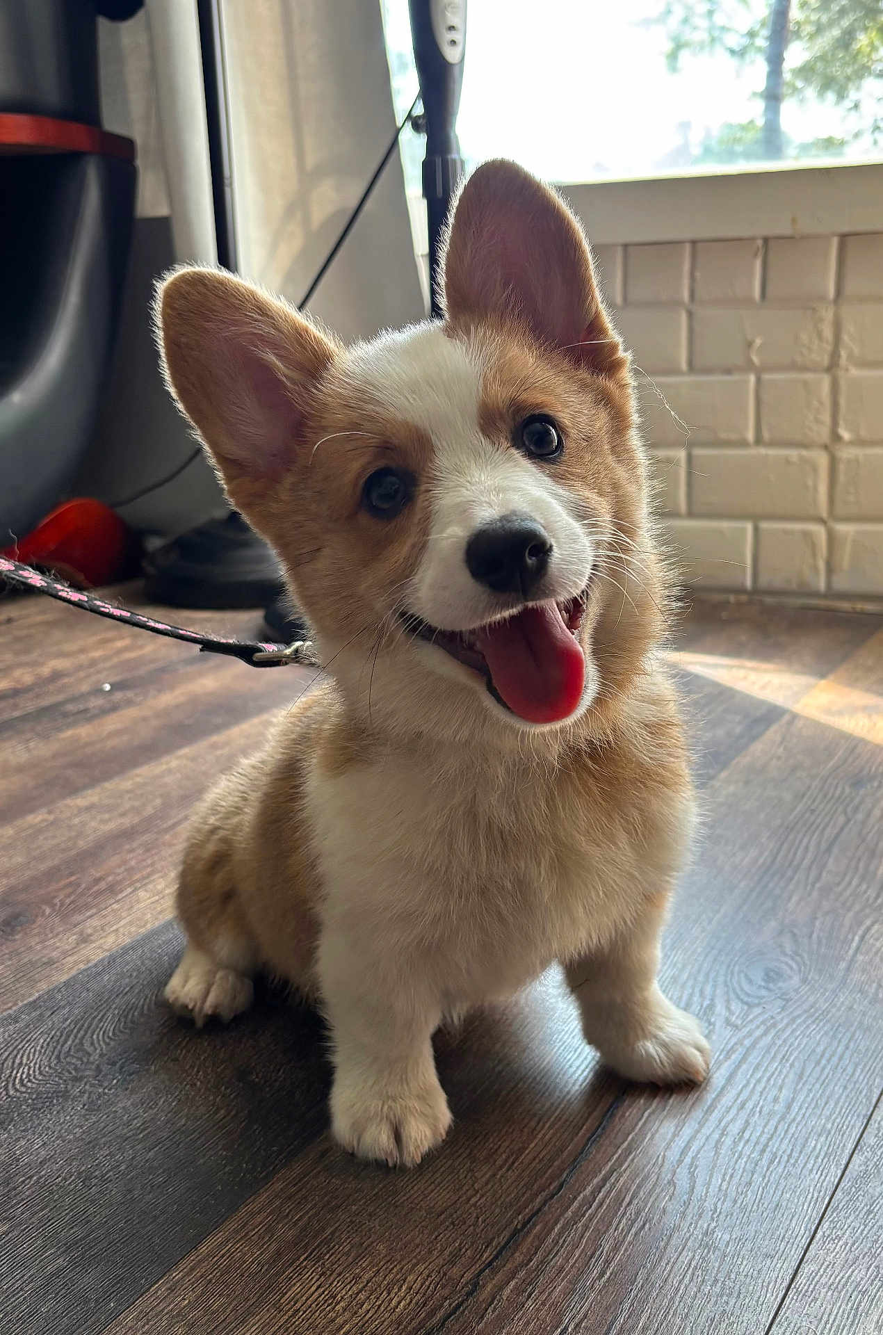 Oniee is registered to the contest to win money with this photo: corgi, puppy, dog, indoor, wooden_floor, tongue_out, happy, pet, animal, ears, fur, leash, playful, cute, smiling, young, domestic, companion, adorable, bright_eyes