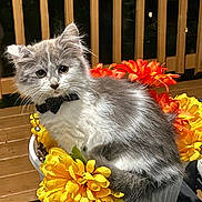Missy joined the competition — help win amazing prizes! kitten, cat, flower_pot, flowers, yellow_flowers, orange_flowers, bow_tie, pet, feline, cute, fluffy, outdoor, deck, night, curious, animal, domestic_animal, sitting, close_up, portrait