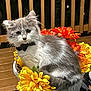 kitten, cat, flower_pot, flowers, yellow_flowers, orange_flowers, bow_tie, pet, feline, cute, fluffy, outdoor, deck, night, curious, animal, domestic_animal, sitting, close_up, portrait