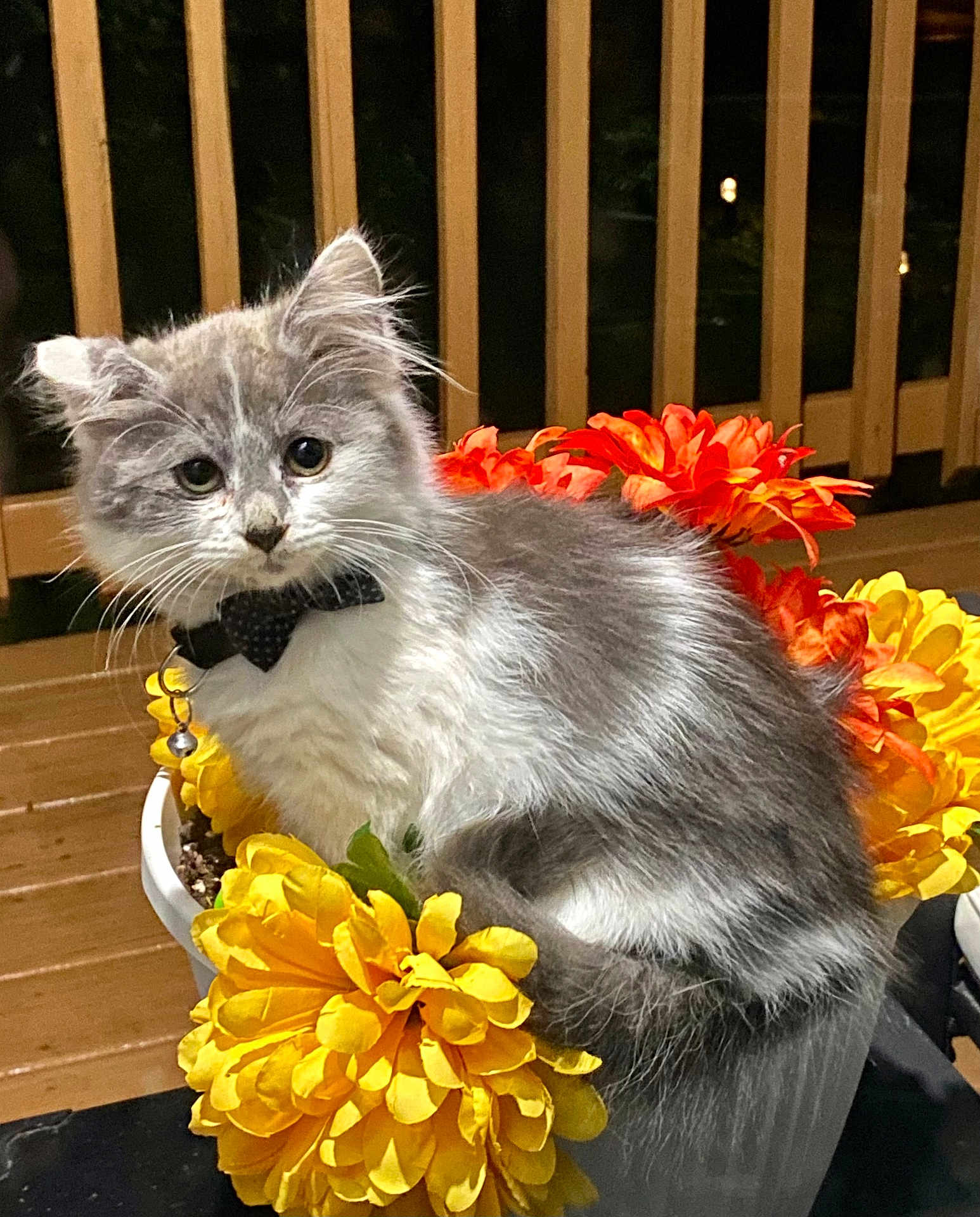 Missy joined the competition — help win amazing prizes! kitten, cat, flower_pot, flowers, yellow_flowers, orange_flowers, bow_tie, pet, feline, cute, fluffy, outdoor, deck, night, curious, animal, domestic_animal, sitting, close_up, portrait