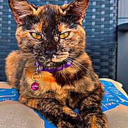 Patches joined the competition — help win amazing prizes! animal, bell, cat, chair, closeup, collar, cushion, fabric, feline, indoor, looking, pet, portrait, relaxed, resting, text, texture, tortoiseshell, woven, yellow_eyes