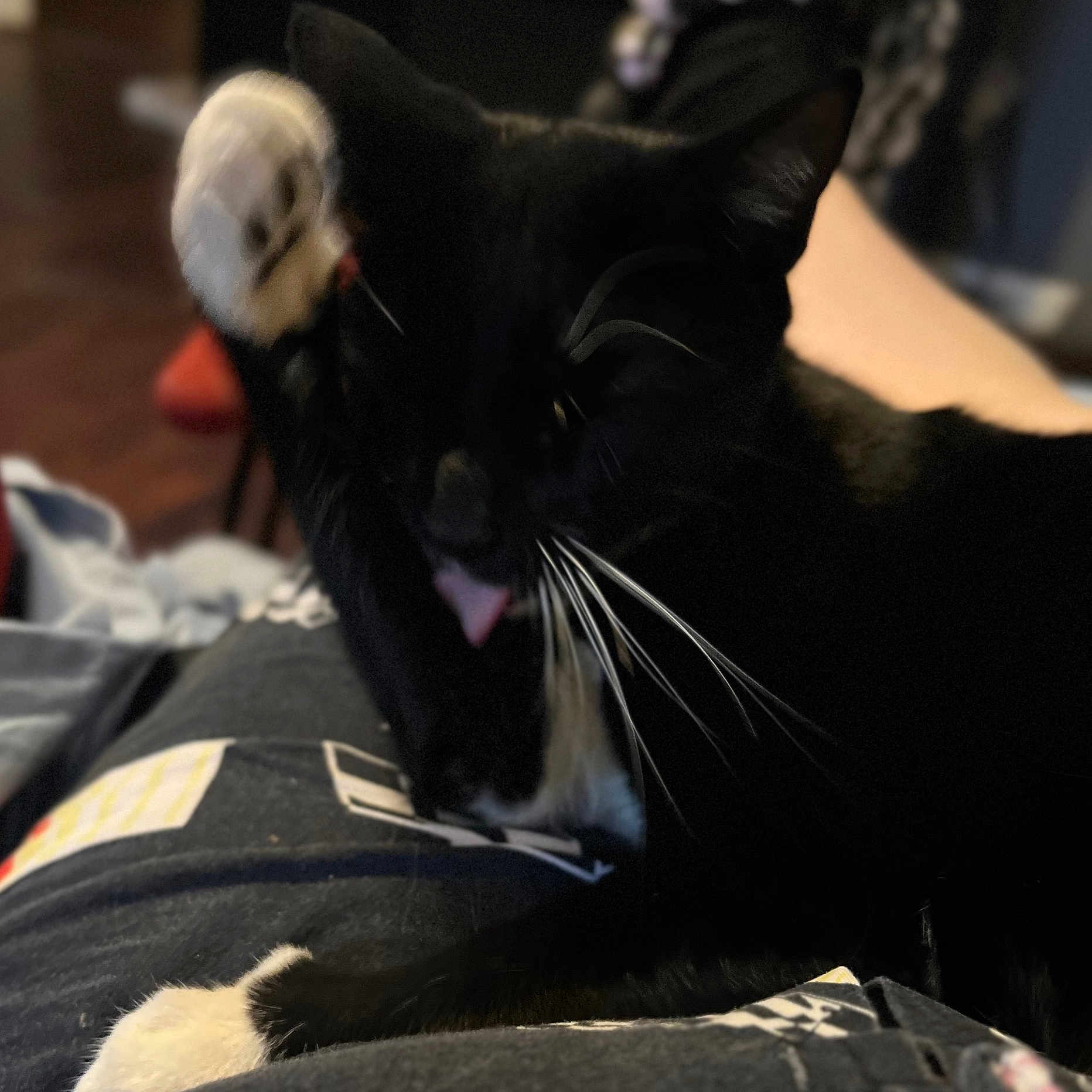 Harley