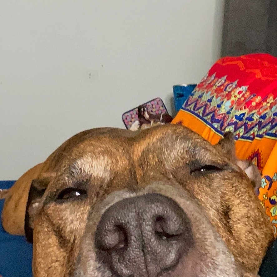 Theo Thrash joined the competition — help win amazing prizes! advertisement, animal, book, boxer, bulldog, canine, cushion, dog, homedecor, hound, indoors, interiordesign, person, pet, photography, pitbull, publication, sleeping, snout, text