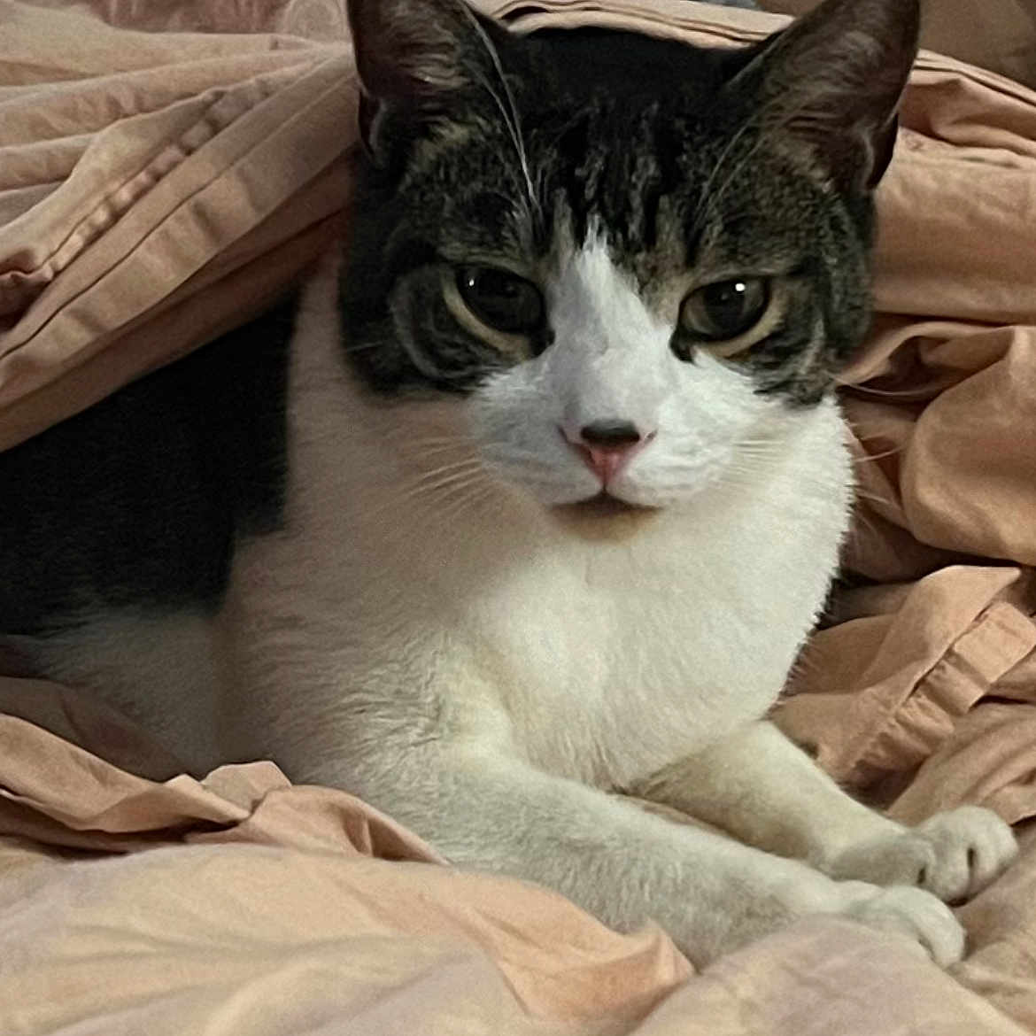 Milo Purvis